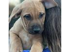 Adopt Blynken a Brown/Chocolate Mastiff / Labrador Retriever / Mixed dog in