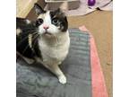 Adopt Lucy a Calico or Dilute Calico Siamese / Mixed cat in Los Angeles