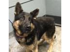 Adopt Haus a Black German Shepherd Dog / Mixed dog in Greenville, SC (33763648)