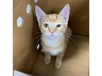Adopt Dr. Cheese a Orange or Red Domestic Shorthair / Mixed cat in Jacksonville