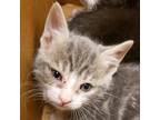 Adopt Ellen a Gray or Blue Domestic Mediumhair / Mixed cat in Jacksonville