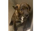 Adopt BROWNIE a Mixed Breed (Medium) / Mixed dog in Rome, GA (33757782)