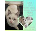Adopt Lotus a White Siamese / Mixed cat in Riverside, CA (33763413)