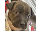 Adopt Alvin a Brindle - with White Pit Bull Terrier / Labrador Retriever / Mixed
