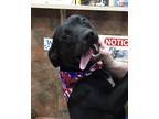 Adopt Lucas a Black Labrador Retriever / Mixed dog in Heber Springs