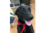 Adopt Marcus a Black Labrador Retriever / Mixed dog in Heber Springs