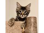 Adopt Bentley a Brown Tabby Domestic Mediumhair (medium coat) cat in Queen