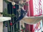 Adopt Leipzig a Gray or Blue Domestic Shorthair / Mixed cat in Milltown
