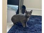 Adopt Dresden a Gray or Blue (Mostly) Domestic Shorthair / Mixed cat in