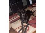 Adopt Charlie a Black Hound (Unknown Type) / Labrador Retriever / Mixed dog in