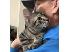 Adopt Athena a Brown Tabby Domestic Shorthair (short coat) cat in Virginia