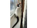 Adopt Tova a Black & White or Tuxedo Domestic Shorthair (short coat) cat in