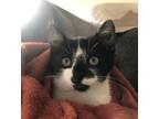 Adopt Povi a Black & White or Tuxedo Domestic Shorthair (short coat) cat in