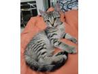 Adopt Cinnamon a Brown Tabby Domestic Shorthair (short coat) cat in Virginia