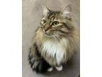 Adopt Poilu a Domestic Longhair / Mixed cat in Sechelt, BC (33762693)