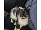 Adopt Peppermint a Black & White or Tuxedo Domestic Shorthair (short coat) cat