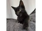 Adopt Cocoa a All Black Domestic Shorthair (short coat) cat in Virginia Beach