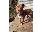 Adopt PATRICIA a Brown/Chocolate - with White American Staffordshire Terrier /