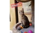 Adopt Autumn a Brown Tabby Domestic Shorthair / Mixed cat in Willingboro
