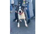 Adopt Smudge a Black - with White American Pit Bull Terrier / Mastiff / Mixed