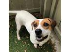 Adopt Millie a White - with Tan, Yellow or Fawn Hound (Unknown Type) / Mixed