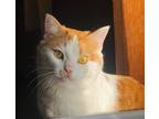 Adopt Sparkle a Orange or Red Tabby Domestic Shorthair (short coat) cat in
