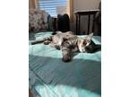Adopt Nany May a Brown Tabby Domestic Shorthair / Mixed (medium coat) cat in