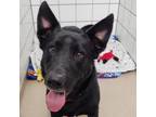 Adopt Bear Lee a Black German Shepherd Dog / Border Collie / Mixed dog in