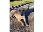 Adopt Polet a Tan/Yellow/Fawn Corgi / Dachshund / Mixed dog in Gloucester