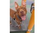 Adopt King a Brown/Chocolate American Pit Bull Terrier / Mixed dog in South