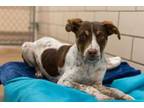 Adopt Jimmy a Brown/Chocolate Collie / Pointer / Mixed dog in Golden Valley