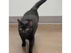 Adopt Meechee a All Black Domestic Shorthair / Mixed cat in Chattanooga
