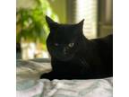 Adopt Smee a All Black Domestic Shorthair / Mixed cat in Chattanooga