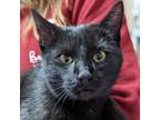 Adopt Siren a All Black Domestic Shorthair / Mixed cat in Asheville