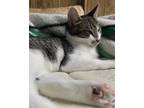 Adopt Mikus a Brown Tabby Domestic Shorthair (short coat) cat in El cerrito
