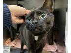 Adopt Znavi a Domestic Shorthair / Mixed cat in Brooklyn, NY (33761027)