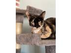 Adopt Cheetah a Calico or Dilute Calico Calico / Mixed cat in Phoenix