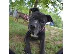 Adopt Buffy a Black Pit Bull Terrier / Mixed dog in Auburn, AL (33760961)