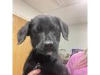Adopt Gidget a Black Labrador Retriever / Shepherd (Unknown Type) / Mixed dog in