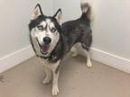 Adopt Tony a Husky / Mixed dog in Wilmington, DE (33760872)