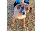 Adopt Tori a Tricolor (Tan/Brown & Black & White) Beagle / Hound (Unknown Type)
