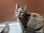 Adopt BOOBOO a Tortoiseshell Domestic Shorthair / Mixed (short coat) cat in