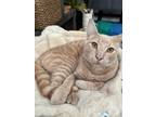 Adopt Milo a Tan or Fawn Tabby Domestic Shorthair (short coat) cat in Queen