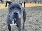 Adopt Diego a Gray/Blue/Silver/Salt & Pepper American Pit Bull Terrier / Mixed