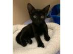 Adopt Corvus a Domestic Shorthair / Mixed cat in Oakland, NJ (33760515)