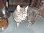 Adopt LITTLE GIRL a Gray, Blue or Silver Tabby Domestic Shorthair / Mixed (short