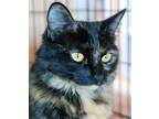 Adopt Daphne a Domestic Mediumhair / Mixed cat in Mipiltas, CA (33760497)