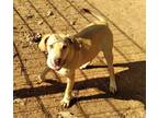 Adopt Bruno a Tan/Yellow/Fawn Pointer / Mixed dog in Niagara Falls