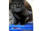 Adopt Polar**bonded With Flurry** a Domestic Shorthair / Mixed cat in Sechelt