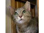 Adopt LASAGNE a Brown Tabby Domestic Shorthair (short coat) cat in Northwood